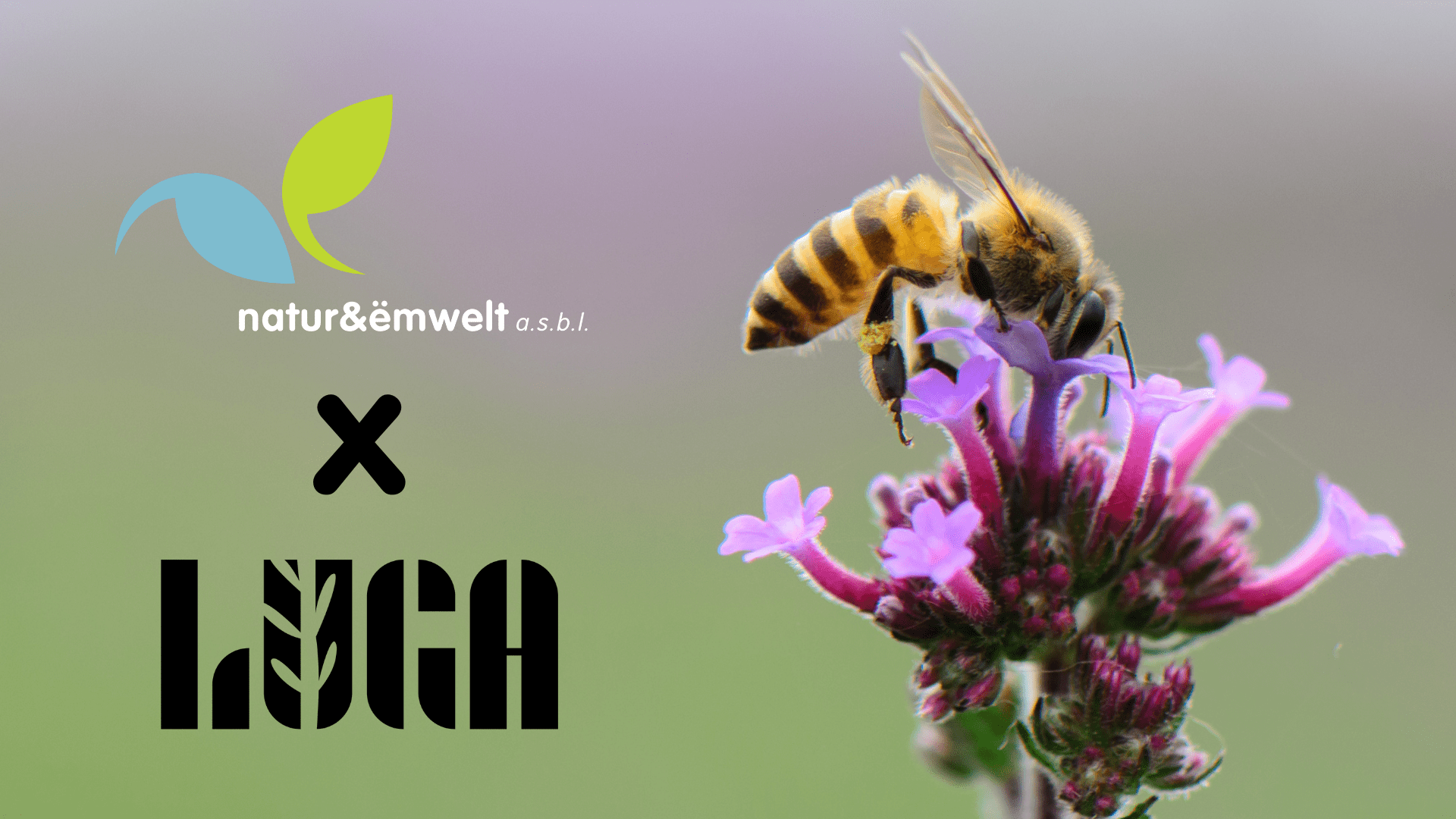 LUGA-n-e-Event-Banner-3-min_main