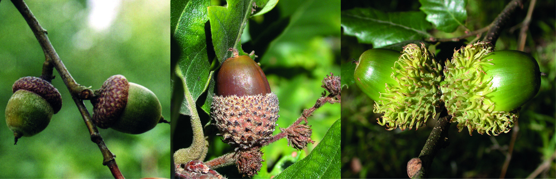 Arboretum Kirchberg - Acorns, beechnuts and other fruits