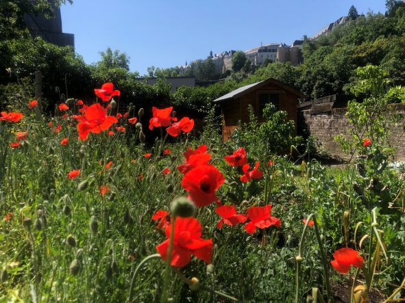 Canop-e-Asbl-petite-Coquelicots_main