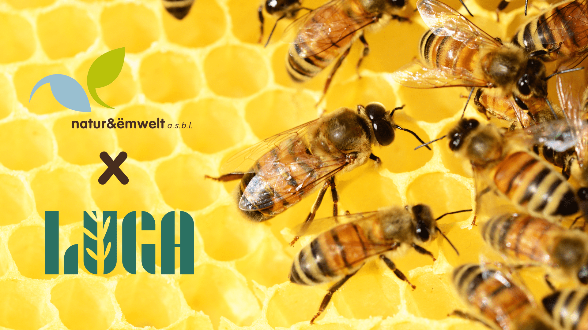 LUGA-n-e-Event-Banner-1-min_main