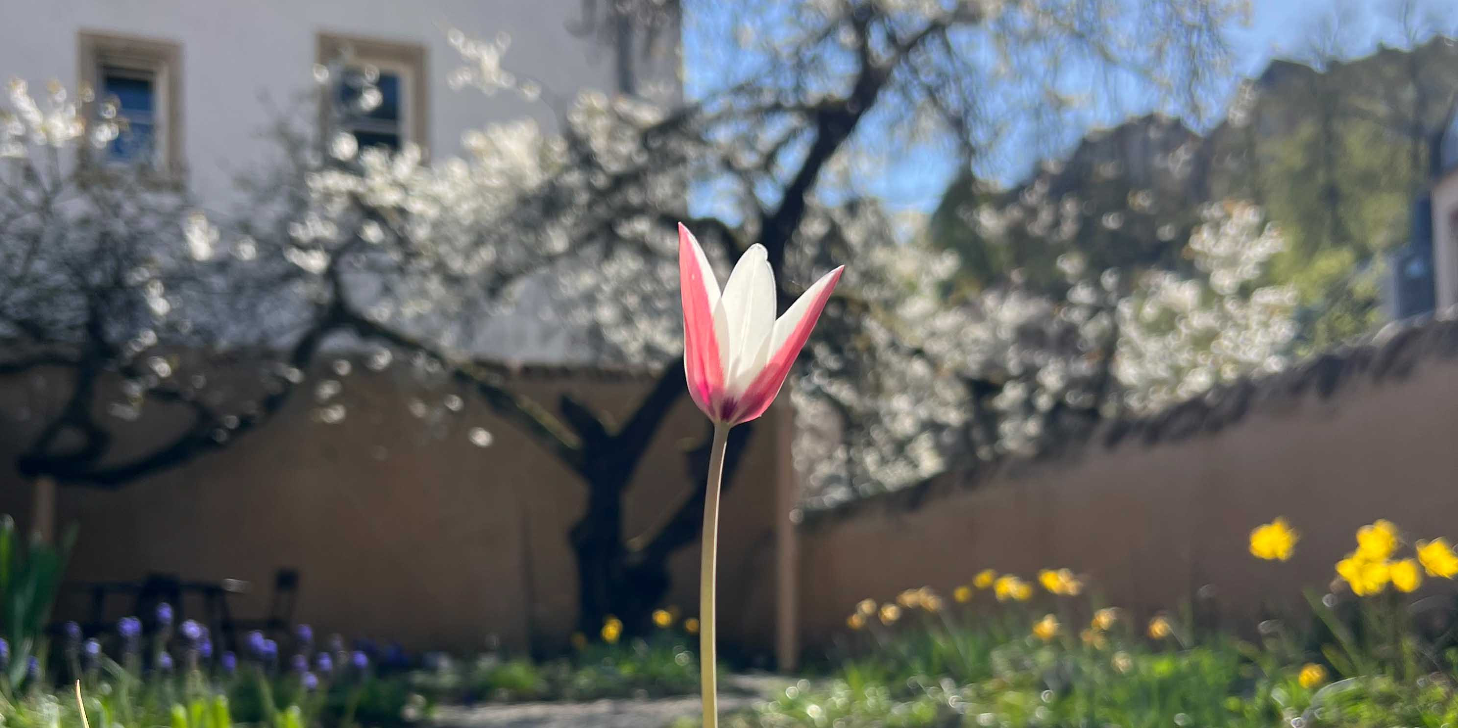 Meditation: Under the cherry tree