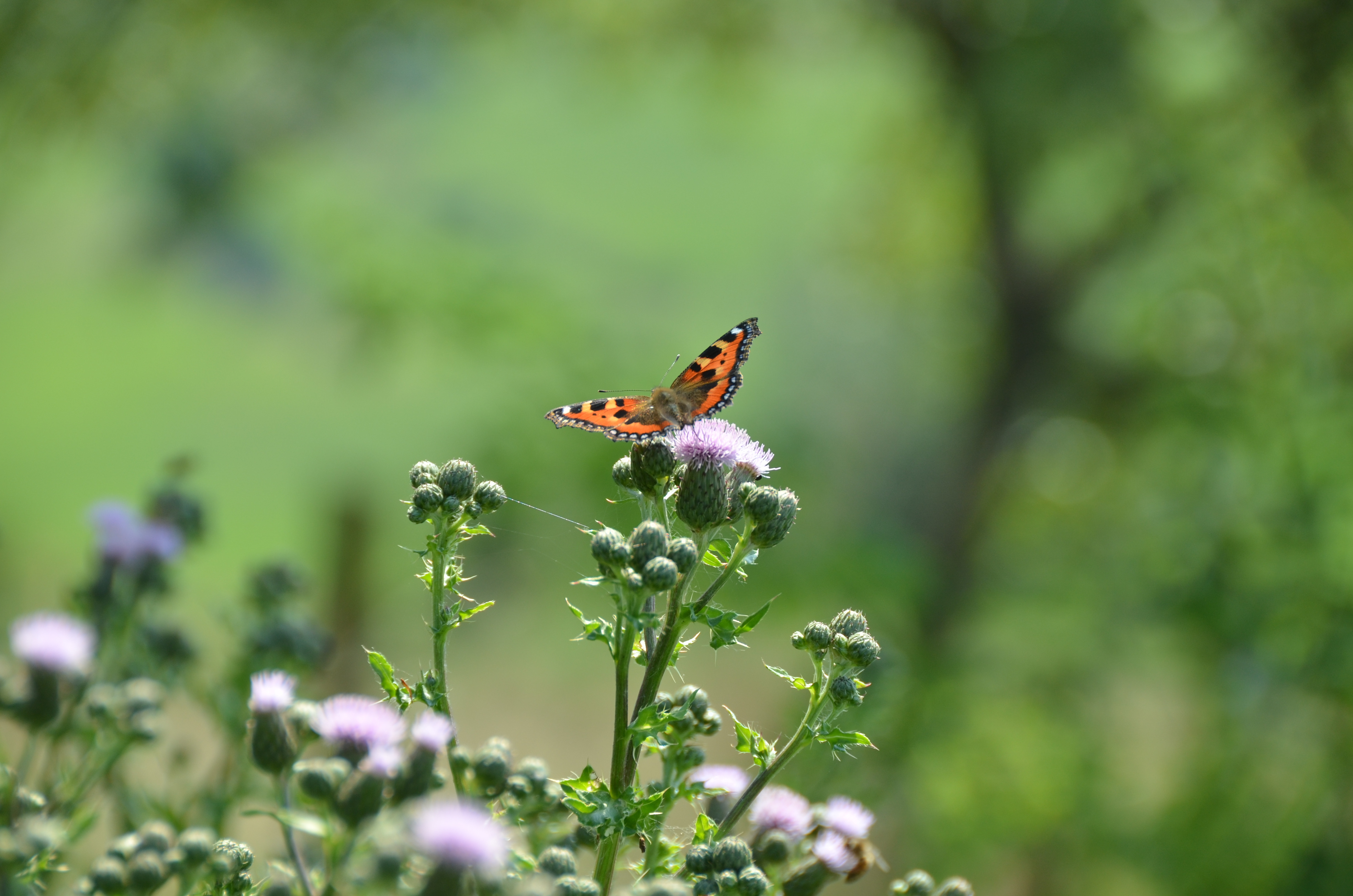 Meditation: The flight of the butterfly