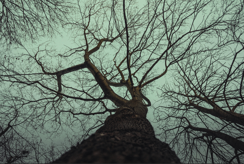 arbre_main