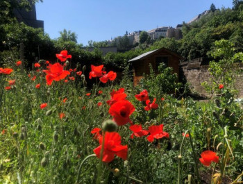 Canop-e-Asbl-petite-Coquelicots_main