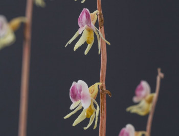 Guided tour through the exhibition "trick or truth - wild orchids in Luxembourg"