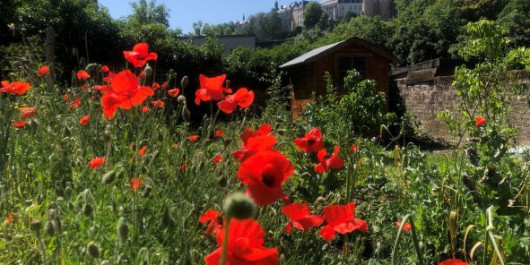 Canop-e-Asbl-petite-Coquelicots_main