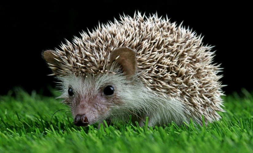 Igel-copyr-kuritasheen77_main