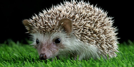 Igel-copyr-kuritasheen77_main