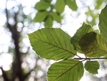 beech and oak trees