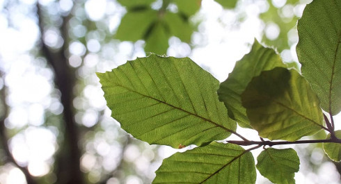 leaf-beech-green-close_main