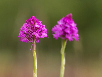D‘Minetter Dagebaugebidder - en Hotspot fir Orchideeën