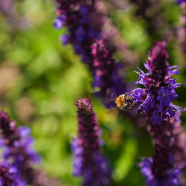 Bee on flower
