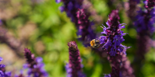 Bee on flower