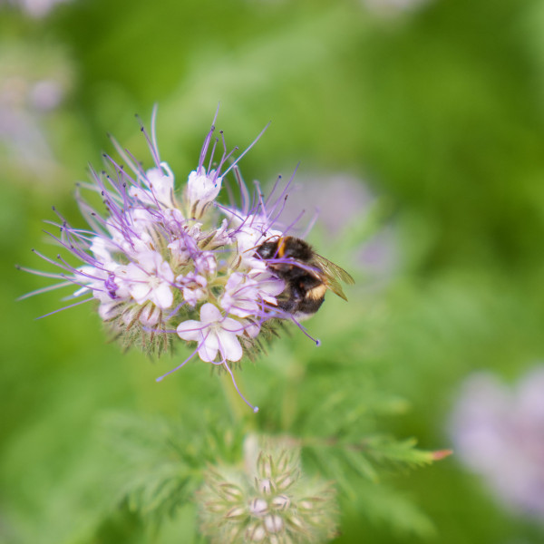 Bee on flower