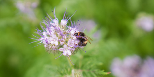 Bee on flower