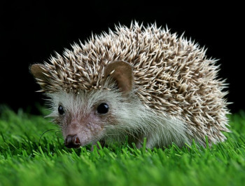 Igel-copyr-kuritasheen77_main