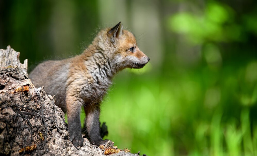Fox3-copyright-byrdyak_main