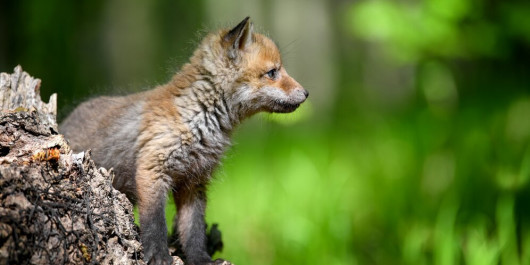 Fox3-copyright-byrdyak_main