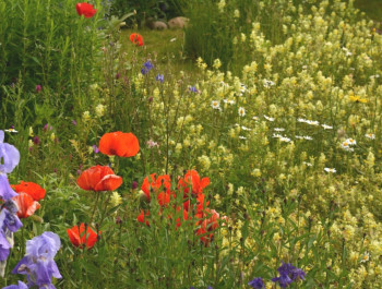 Konferenz - Biodiversität und menschliches Wohlbefinden