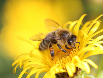 honey-bee-8320764_1280_main