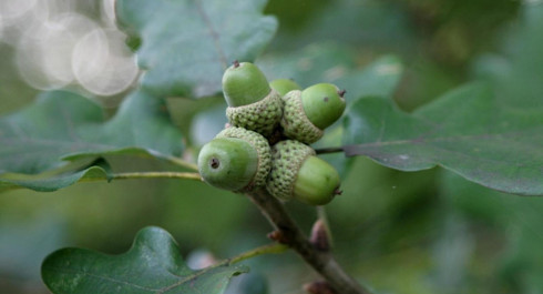 Acorns, beechnuts and other fruits -  Guided tour Arboretum