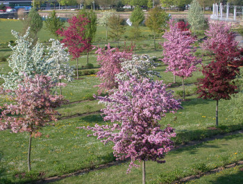 Guided tour Arboretum: blooming apple trees