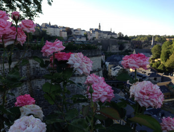 Rondelles-Rolph_main