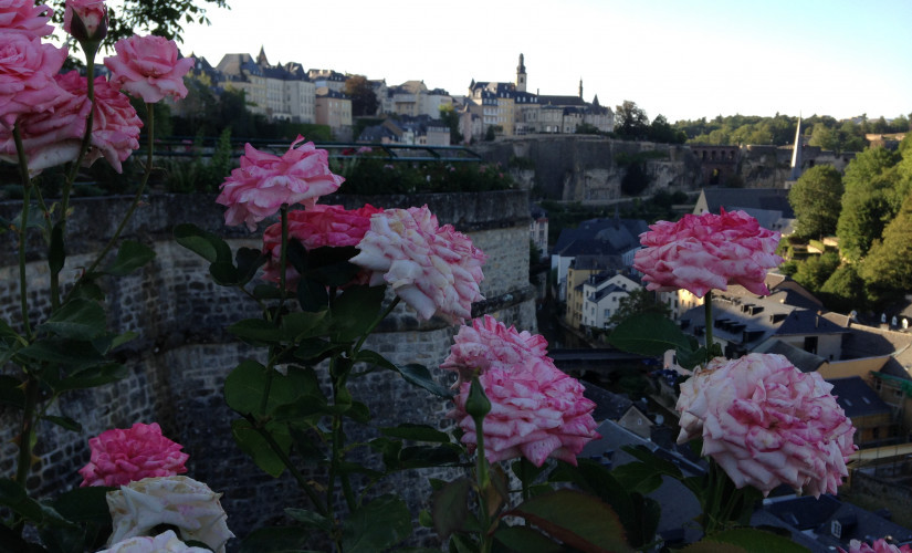 Rondelles-Rolph_main