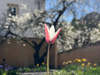 Meditation: Under the cherry tree