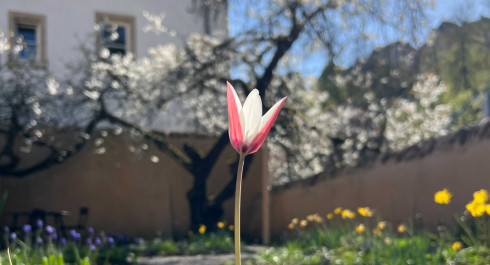 Meditation: Under the cherry tree