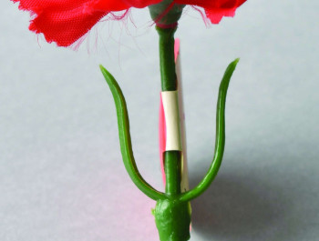 Pin with carnation flower (1st of May)