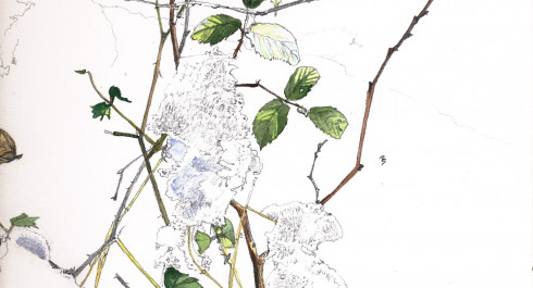 Johnston_Bramble-in-Snow-1_main