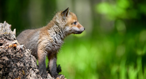 Fox3-copyright-byrdyak_main