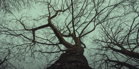 arbre_main