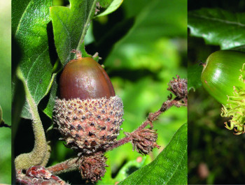 Arboretum Kirchberg - Eicheln, Buchecker und andere Früchte