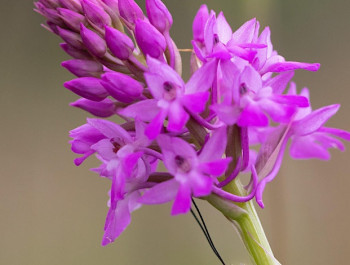 Täuschend echt! Wilde Orchideen in Luxemburg 