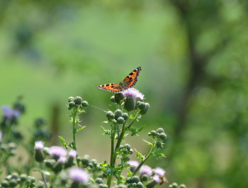 Meditation: The flight of the butterfly
