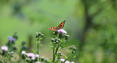 Méditation: L’envol du papillon