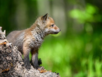 Fox3-copyright-byrdyak_main