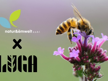 LUGA-n-e-Event-Banner-3-min_main