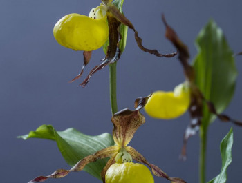 Guided visit through the exhibition "Trick or truth - Wild orchids in Luxembourg"