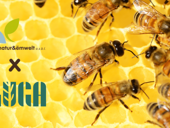 LUGA-n-e-Event-Banner-1-min_main