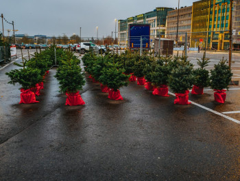 Christmas tree sale