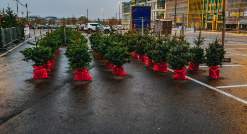 Christmas tree sale