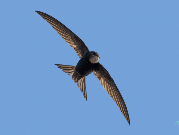 Citizen-Science-Monitoring-Banner-1_main