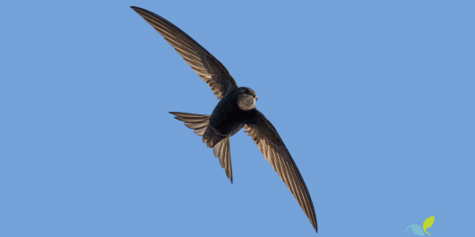 Citizen-Science-Monitoring-Banner-1_main