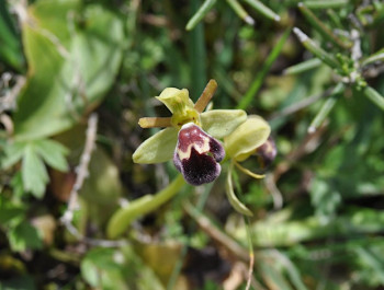 Orchids and insects: behind the scenes of an old story